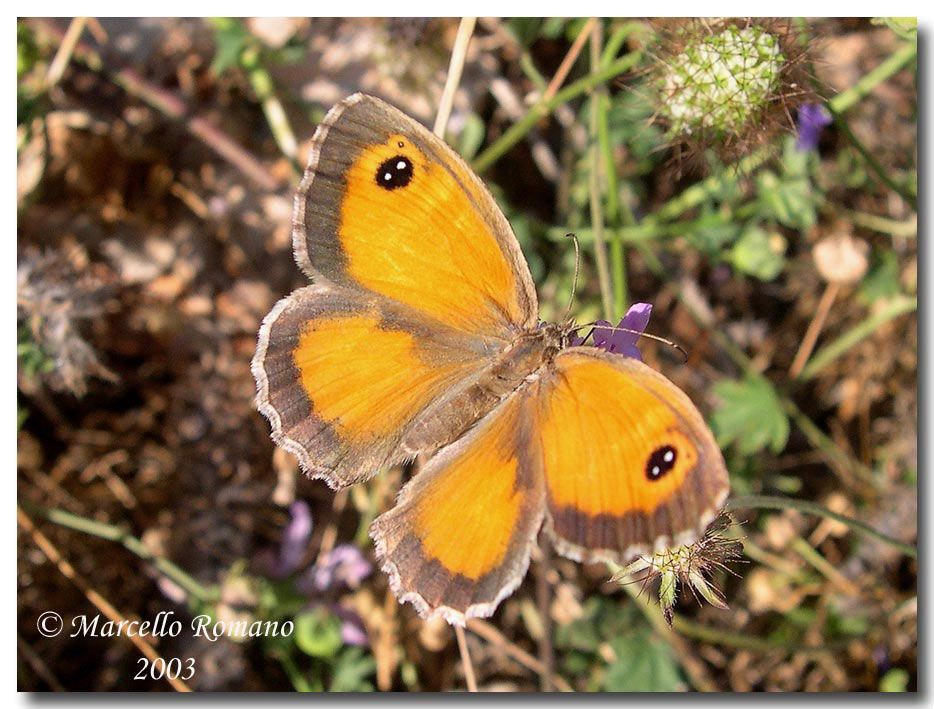 Prime visioni: 3. Pyronia cecilia (Lepidoptera, Satyridae)